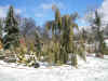 Arboretum_de_Concord.Juniperus'Tolleson's.Blue.Weeping'.jpg (71161 bytes)