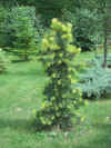 Arboretum_de_Concord.Pinus.contorta.'Taylors.Sunburst'.jpg (76869 bytes)