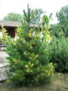 Arboretum_de_Concord.Pinus.peuce.Variegata.jpg (70371 bytes)