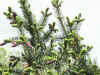 Picea_bicolor.1.jpg (75595 bytes)