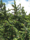 Picea_bicolor..jpg (81738 bytes)