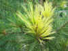 Pinus.peuce.Variegata.1.jpg (76314 bytes)