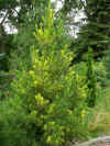 Pinus.peuce.jpg (80147 bytes)