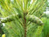 Pinus_peuce.Variegata.cones.jpg (79431 bytes)